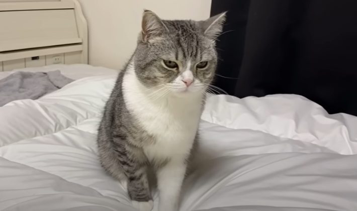 もちまる日記の年収・収入はいくら？収入源や総収入もご紹介！