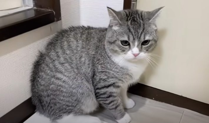 「もちまる日記の年収」まとめ