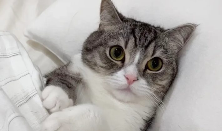 もちまる日記「もちまる」