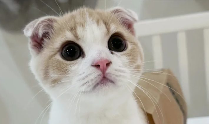 もちまる日記「はなまる」